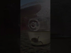 50 มิลลิเมตร 400 มิลลิเมตร 300 มิลลิเมตร สแตนเลสคาร์บอน แฟลนเจอร์อากาศระบายน้ํา